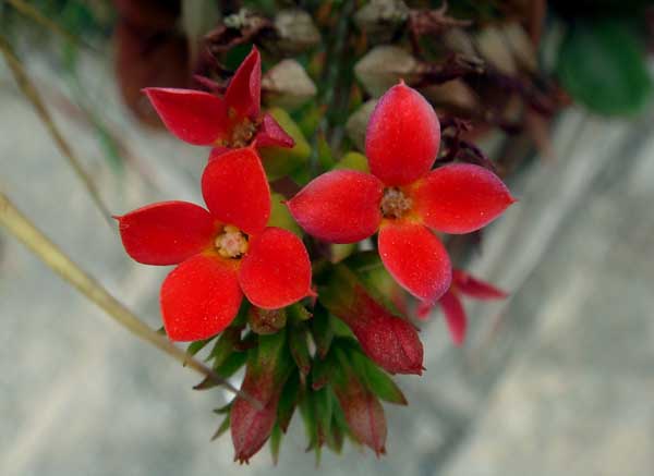 长寿花花期