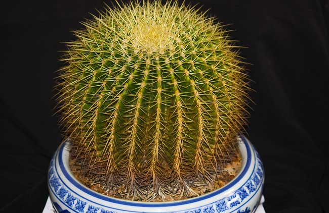 仙人球开花
