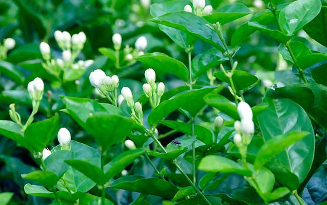 茉莉花种植技术