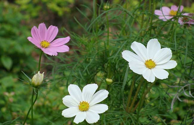 冬季花卉应防冻