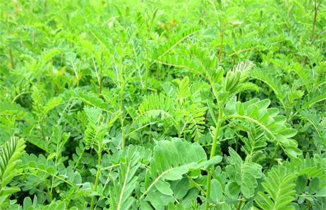 黄芪 怎么 管理