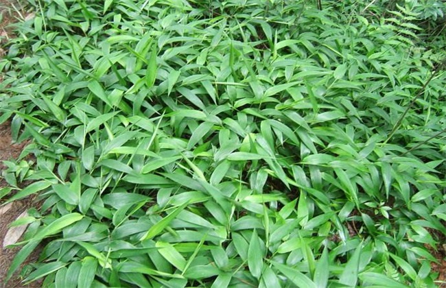 淡竹叶 种植 技术
