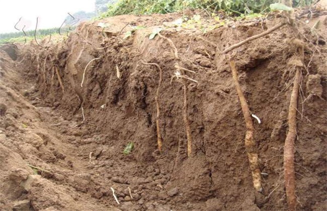 山药种植的关键要点