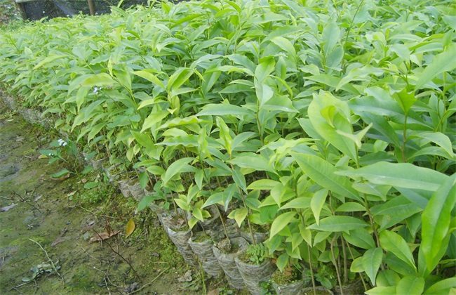 沉香种植存在的风险