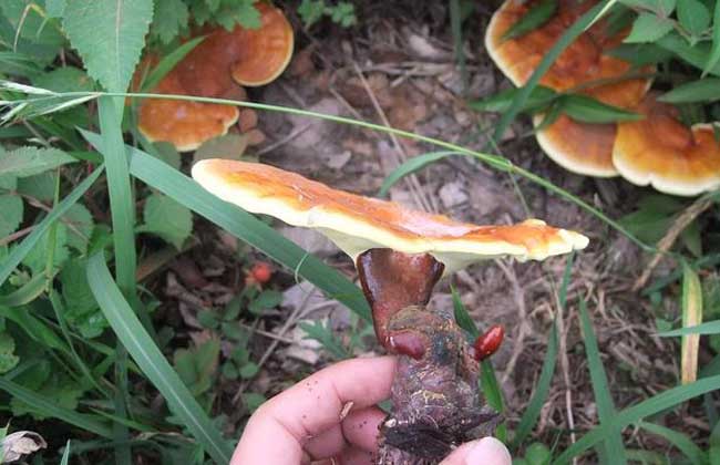 灵芝菌蚊防治方法