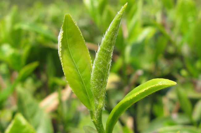 春季茶园管理抓六招促春茶增效