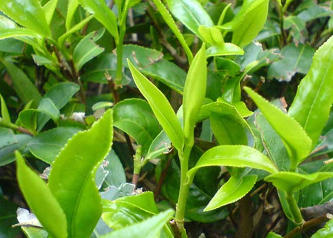 茶叶种植条件