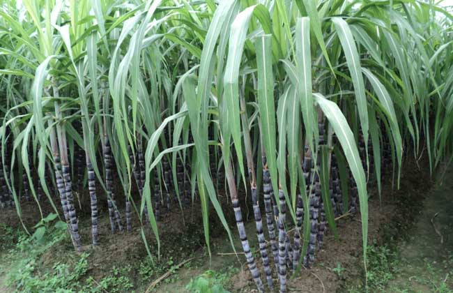 甘蔗除草剂的常见误区