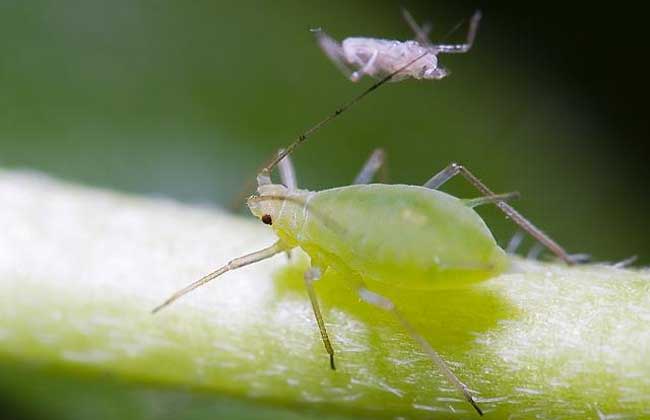 蚜虫的危害及防治