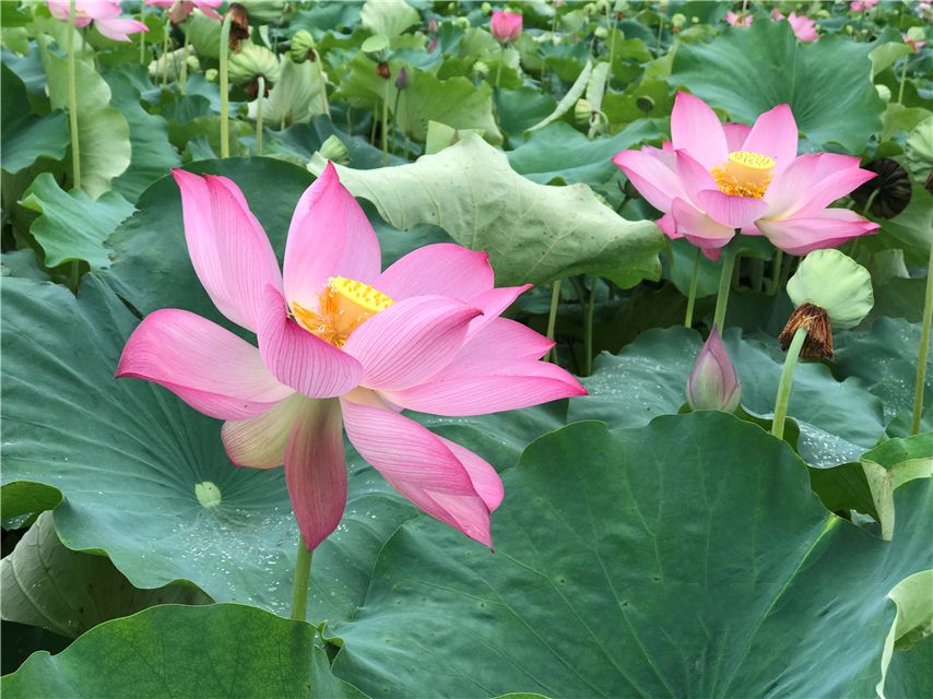 最热的时候就要来了！23日10时50分“大暑”