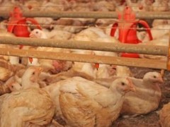 养殖鸡的好帮手竟然是2块钱一斤的石膏粉！