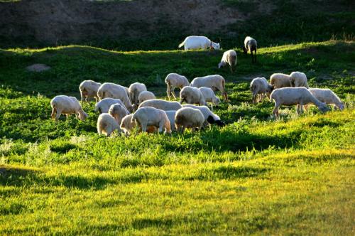 秋季养羊的驱虫指南