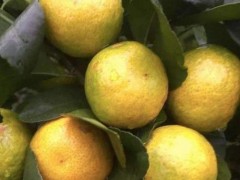 柑橘转色期返青的愿意及预防措施总结