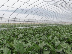 大棚蔬菜种植施肥的误区总结