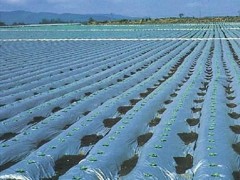 冬季蔬菜的根系养护技巧大全