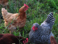 大面积养殖土鸡的技巧有哪些？