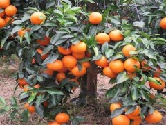 种植沃柑一如何去选地建院