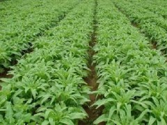莴笋空心的原因和防治措施分析