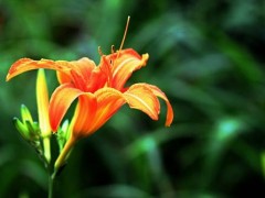 如何去养护忘忧草