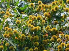 板栗树的夏季修剪方法