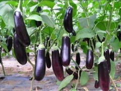 茄子施肥时我们需要注意的事项