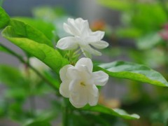 茉莉花在冬天的养殖管理