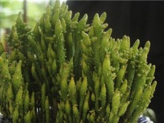 姬珊瑚的修剪技术分享