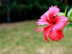 扶桑花的繁殖方法
