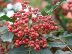 花椒该怎么防治蚜虫