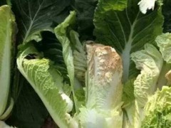 蔬菜缺钙怎么办