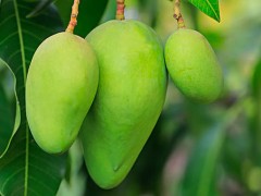 芒果露水斑的防治措施