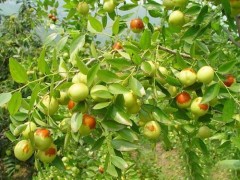 枣树种植管理要点