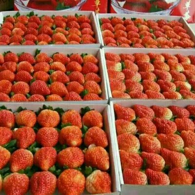 会泽发展草莓4万亩 草莓产业改变会泽