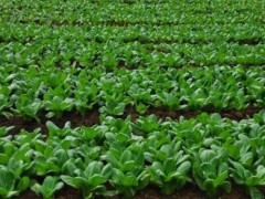 油菜冬季管理技术