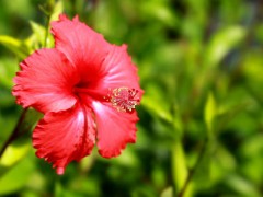 扶桑花移栽后的养护