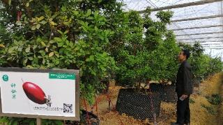 云南砚山县:家门口增收脱贫致富