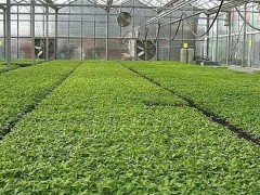 早春番茄育苗技术