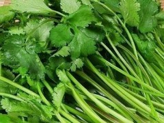 香菜苗期管理要点