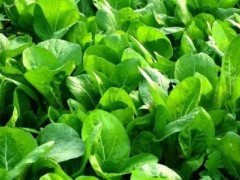 油菜冬季该怎么施肥