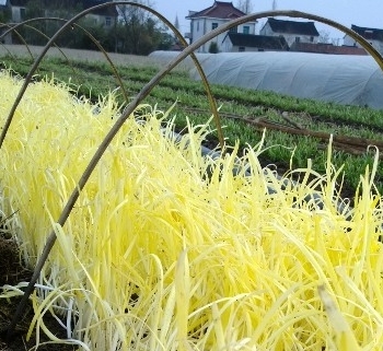 韭黄的种植管理技术