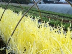 韭黄的种植管理技术
