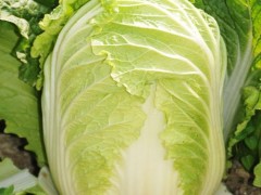 大白菜怎样防止低温冻害