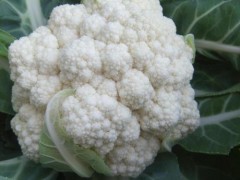 花椰菜干烧心原因及防治方法