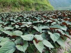 紫苏高产种植技术