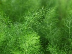 茴香的种植管理技术