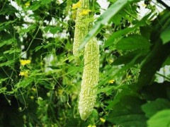 苦瓜嫁接后管理及注意事项
