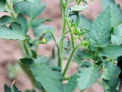 温室番茄落花落果预防措施