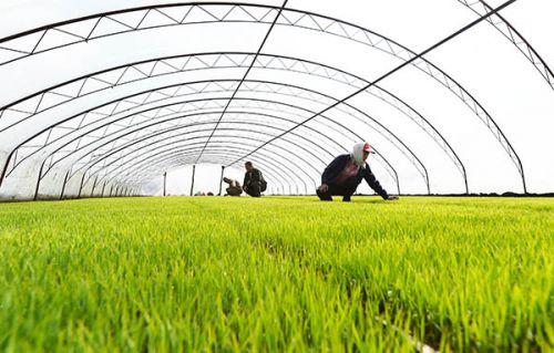 黑龙江省多项水稻机械化技术示范效应明显