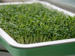 豆芽种植注意事项