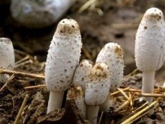 鸡腿菇出菇后怎样管理